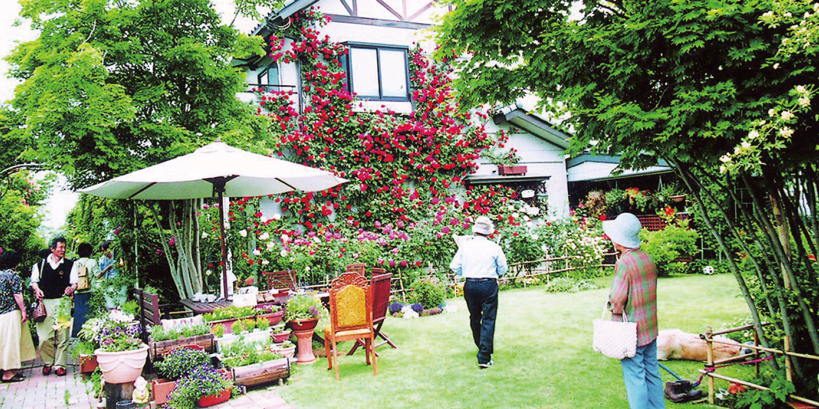 壁一面に広がる一株のバラと芝の庭 おぶせオープンガーデン